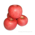 fresh fuji apples